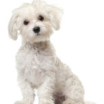 Maltese puppy, 6 months old, sitting in front of white backgroun